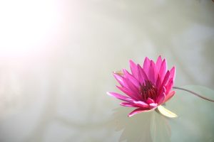 Top 20 Lotus365 Betting Options Review 2027: Bonus, App, Withdrawal Tested